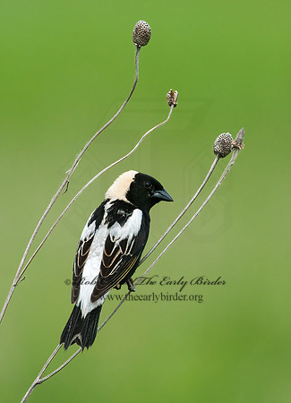 Dolichonyx oryzivorus  BOBOLINK 3008375z