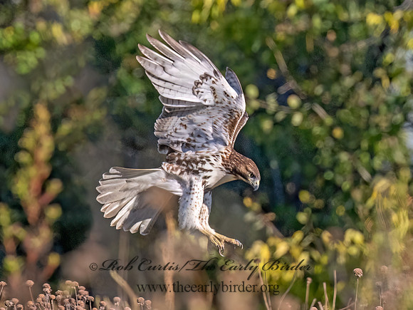Buteo jamaicensis RED-TAILED HAWK 9091475 (1)