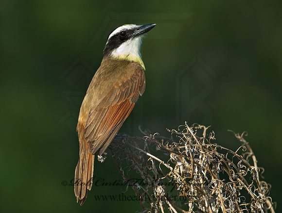 Pitangus sulphuratus  GREAT KISKADEE 7005734z