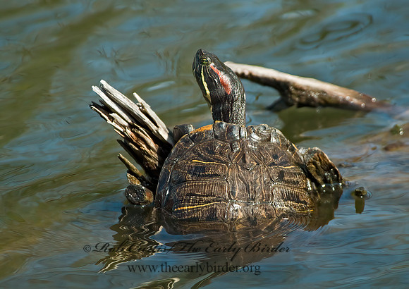 Trachemys scripta elegans  RED EARED SLIDER  4000049z
