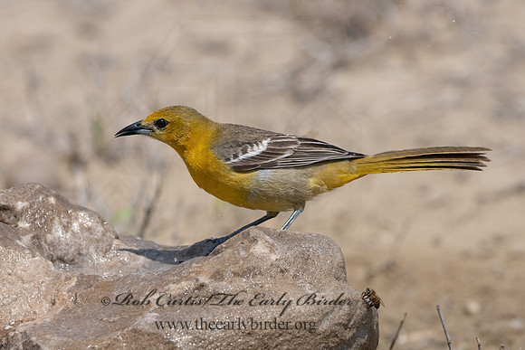 Icterus cucullatus  HOODED ORIOLE 3034604z