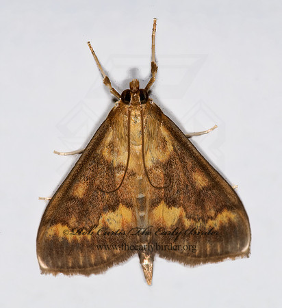 Ostrinia nubilalis EUROPEAN CORN BORER 6013051z