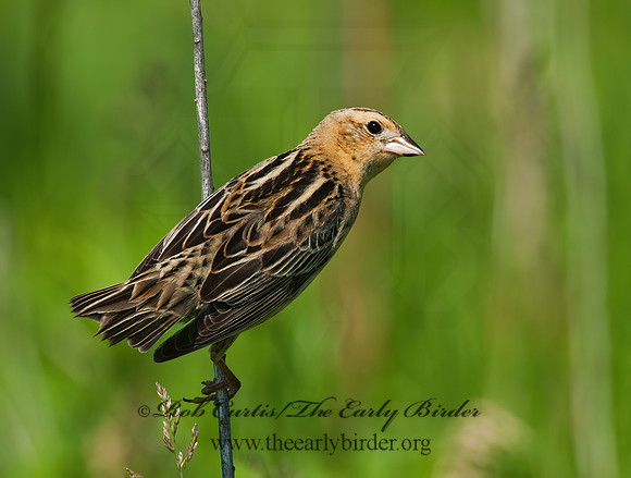 Dolichonyx oryzivorus  BOBOLINK 3008436z