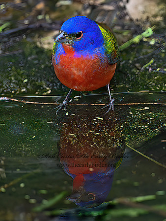 Passerina ciris  PAINTED BUNTING 3030369z