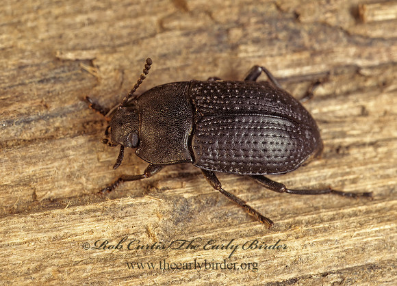 Alaetrinus minimus  PEDININI DARKLING BEETLE 175234z