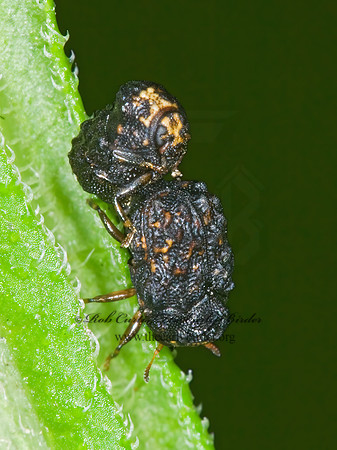 Exema dispar  CASEBEARER LEAF BEETLE 6014318z