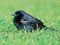 Agelaius tricolor TRICOLORED BLACKBIRD 105937z