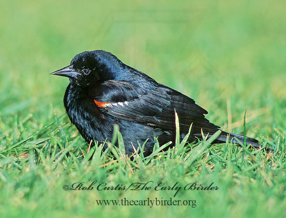 Agelaius tricolor  TRICOLORED BLACKBIRD 105937z