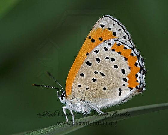 Lycaena hyllus  BRONZE COPPER 8008658z