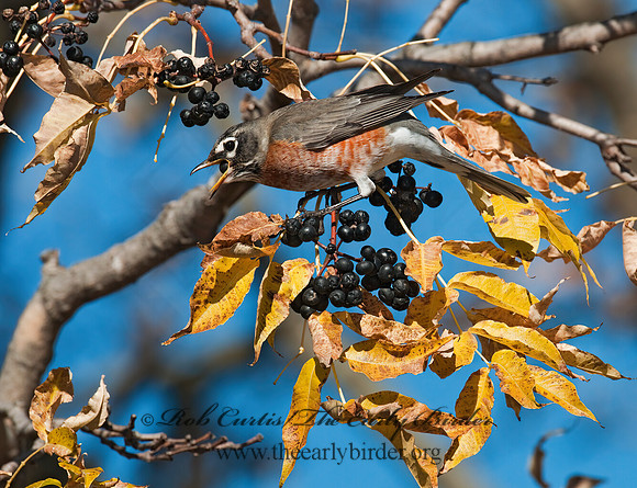 Turdus migratorius  AMERICAN ROBIN 3004659z