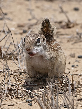 Ictidomys parvidens  RIO GRANDE GROUND SQUIRREL 3033479z