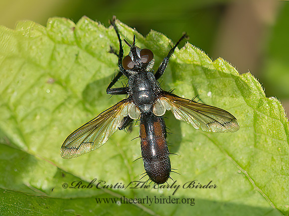 Cylindromyia  TACHINID FLY  9051193z