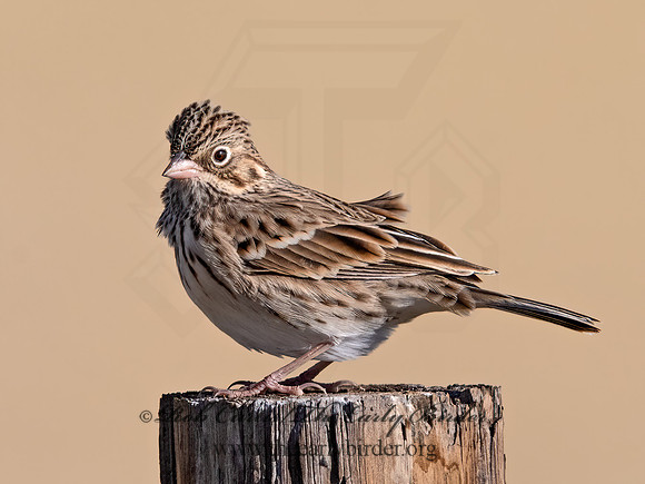 Pooecetes gramineus  VESPER SPARROW 3025614z