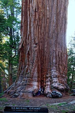 Sequoiadendron giganteum  GIANT SEQUOIA 9058260z