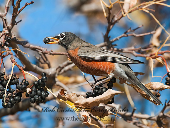 Turdus migratorius  AMERICAN ROBIN 3004643z
