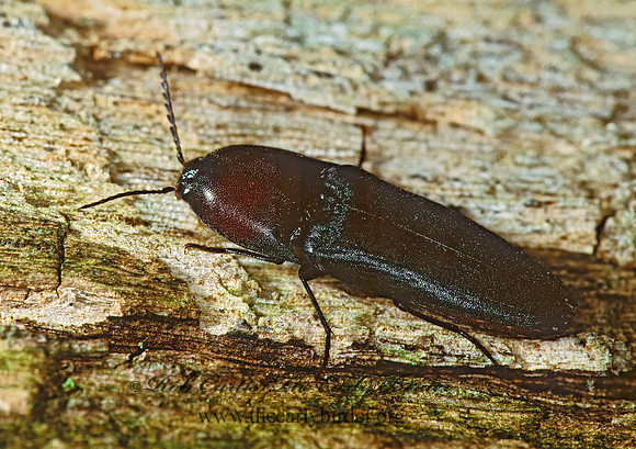 Parallelostethus attenuatus 1284304z