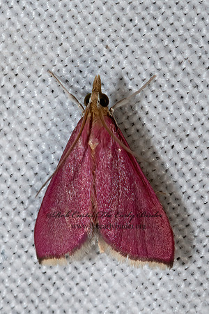 Pyrausta inornatialis  INORNATE PYRAUSTA 3039380z