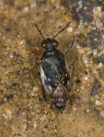 Saldula pallipes 6009736z