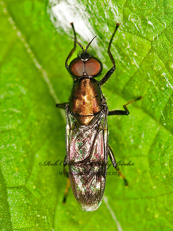 Myxosargus nigricormis  SOLDIER FLY 3016207z