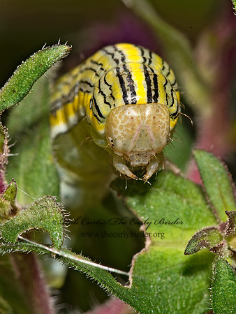 Cucullia asteroides GOLDENROD HOODED OWLET MOTH 9014736z