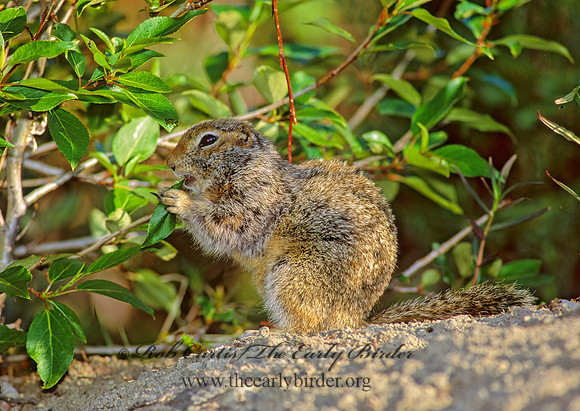 Urocitellus parryii  ARCTIC GROUND SQUIRREL 233519z