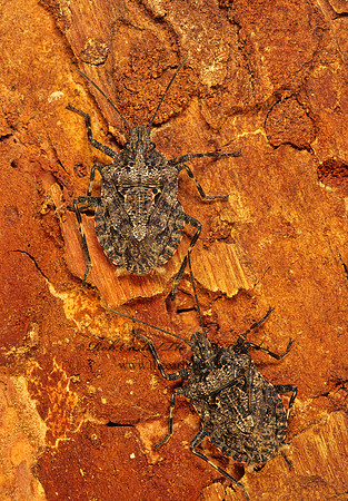Brochymena sulcata  ROUGH STINKBUG 121329z-