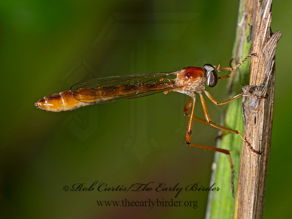 Tipulogaster glabrata ORANGE ROBBER FLY 9089927z