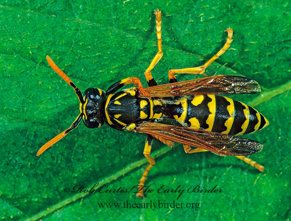 Polistes dominulus  EUROPEAN PAPER WASP 1284411z