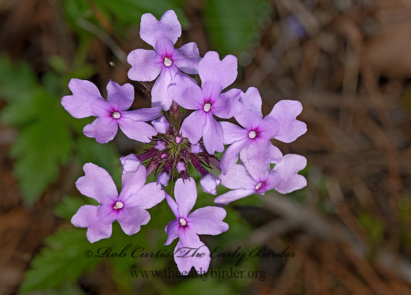 Glandularia  canadensis  ROSE VERVAIN 3028493z