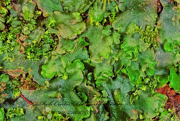 Marchantia polymorpha  LUNG LIVERWORT 230327z