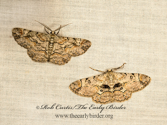 Iridopsis BOARMIINI GEOMETRID MOTH 9050159z