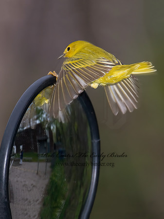Setophaga petechia  YELLOW WARBLER 6005054z
