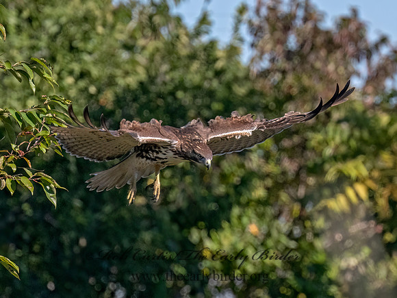 Buteo jamaicensis RED-TAILED HAWK 9091469 (1)