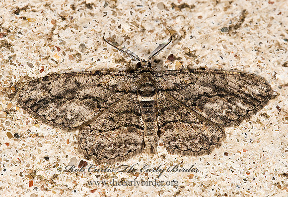 Anavitrinella pampinaria COMMON GRAY 8008303z