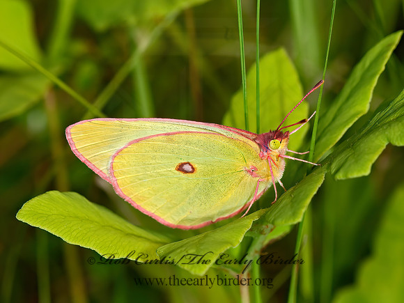 Colias interior  PINK-EDGED SULPHUR 3014068z