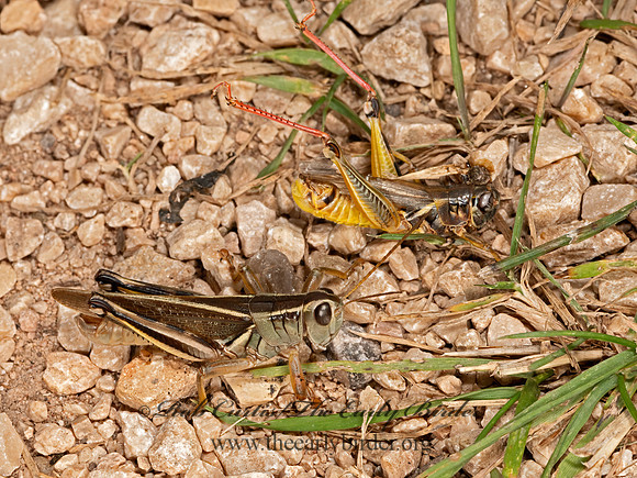 Melanoplus bivittatus  2-STRIPED GRASSHOPPER 3023747z
