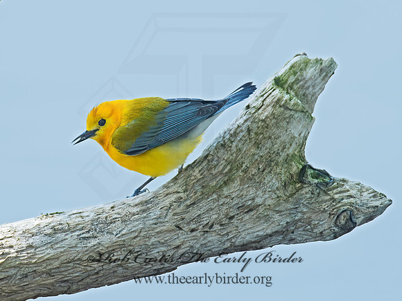 Protonotaria citrea  PROTHONOTARY WARBLER 9011173z