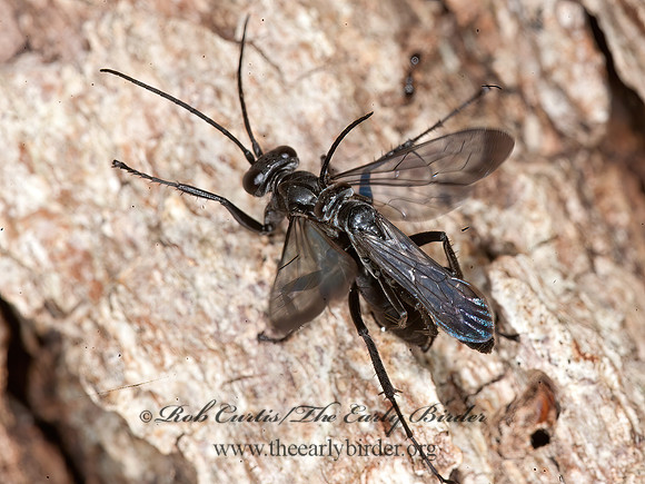 Anoplius (Anoplius) virginiensis  SPIDER WASP  SPIDER WASP 8033101z