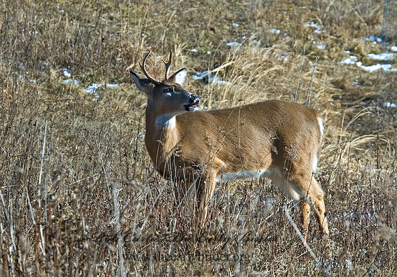 Odocoileus virginianus  WHITE-TAILED DEER  5017831z