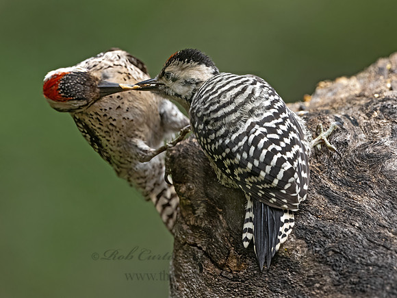 Dryobates scalaris  LADDER-BACKED WOODPECKER 3035565z
