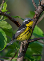 Setophaga magnolia MAGNOLIA WARBLER 9046496z