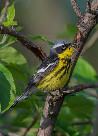 Setophaga magnolia  MAGNOLIA WARBLER 9046496z