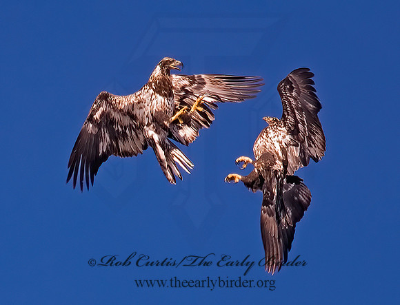 Haliaeetus leucocephalus  BALD EAGLE 6020728 z