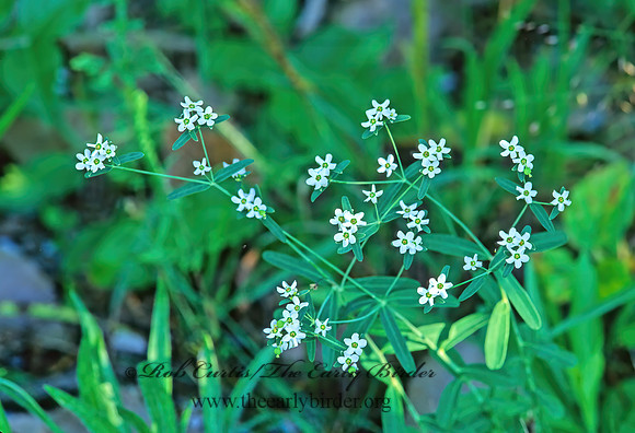 Euphorbia corollata  FLOWERING SPURGE 269218z
