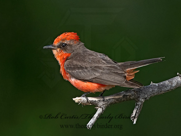 Pyrocephalus rubinus  VERMILION FLYCATCHER 3036164Z