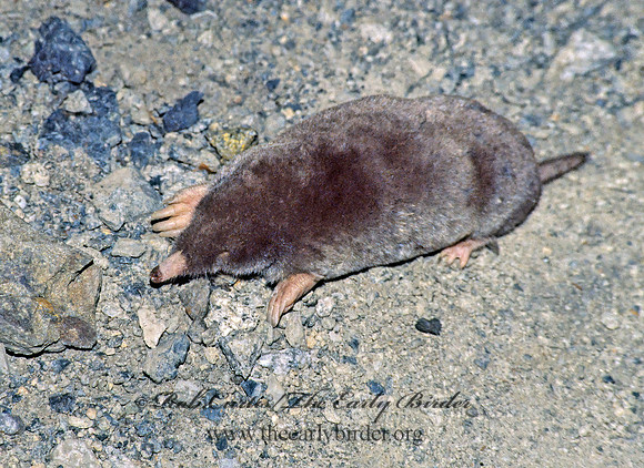 Scapanus latimanus  BROAD-FOOTED MOLE 129825z