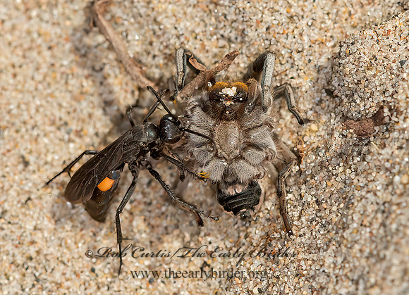 Anoplius semicinctus  POMPILINAE SPIDER WASP 9040818z