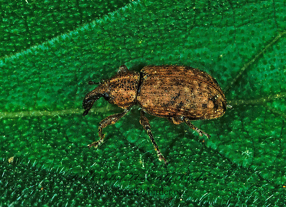 Listronotus oregonensis 1287935z
