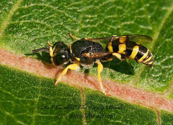 Crabro cingulatus 3008970z