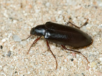 Eupsophulus castaneus VACRONINI DARKLING BEETLE 5005405z